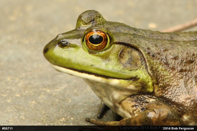 American Bullfrog