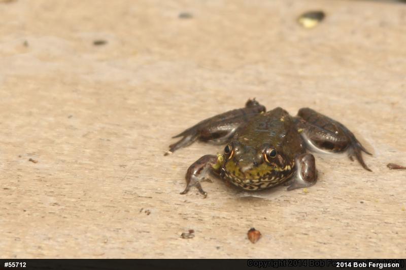 Green Frog