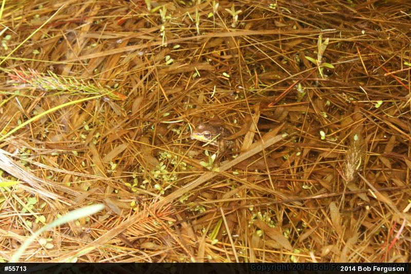 Green Frog
