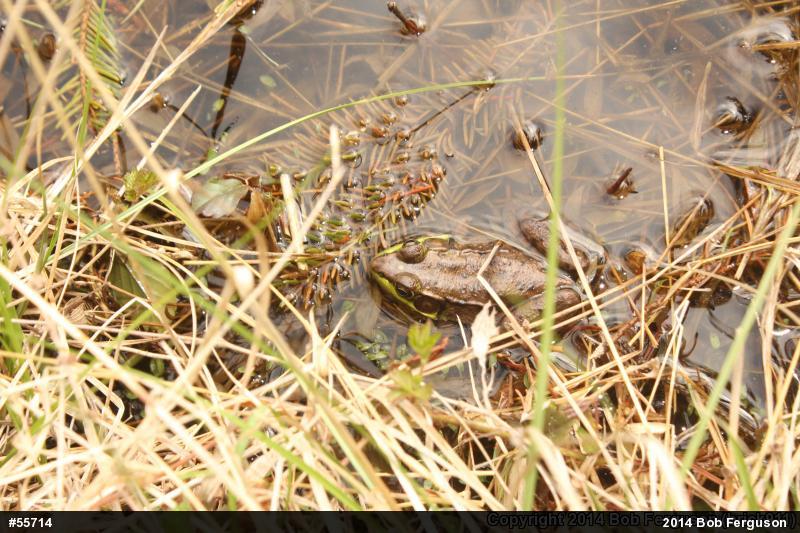 Green Frog