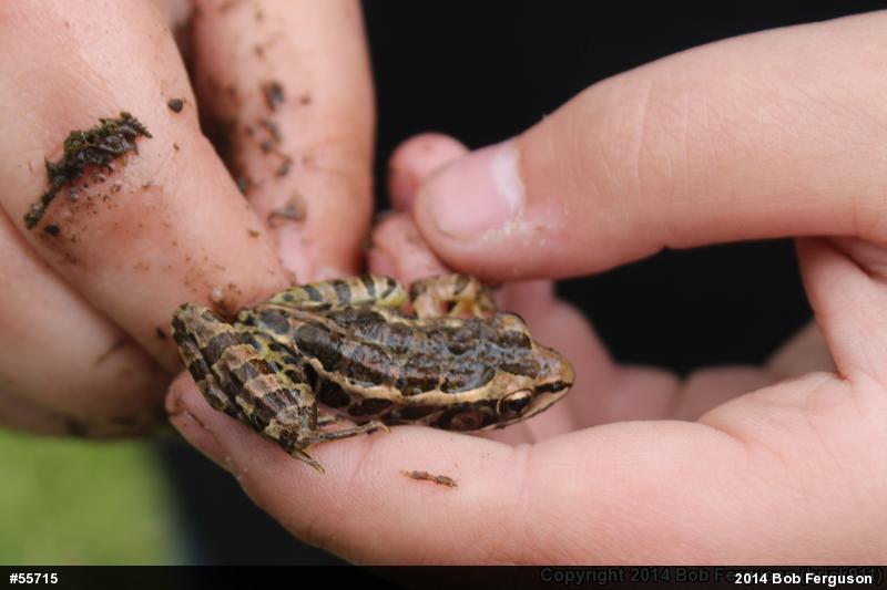 Pickerel Frog