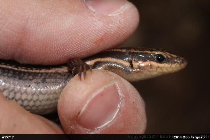 Common Five-lined Skink