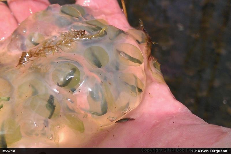 Spotted Salamander