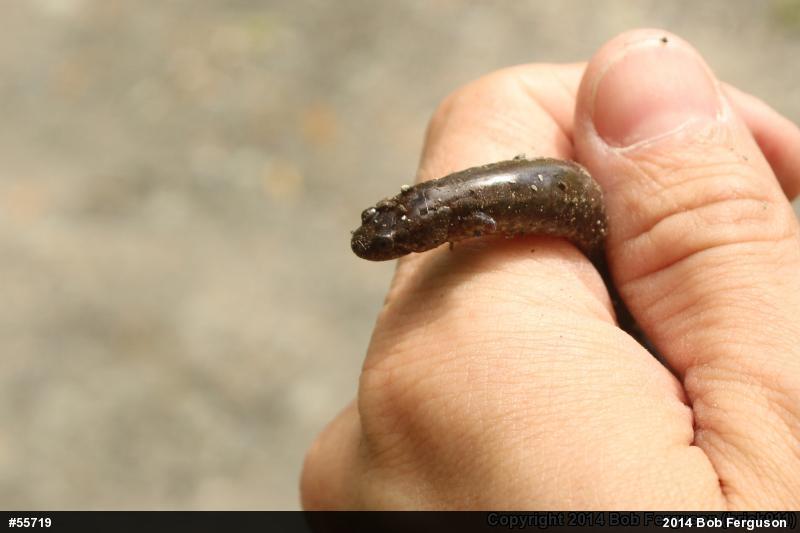 Northern Dusky Salamander