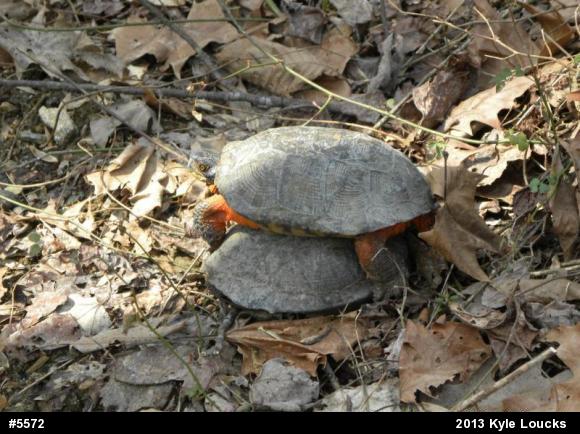 Wood Turtle