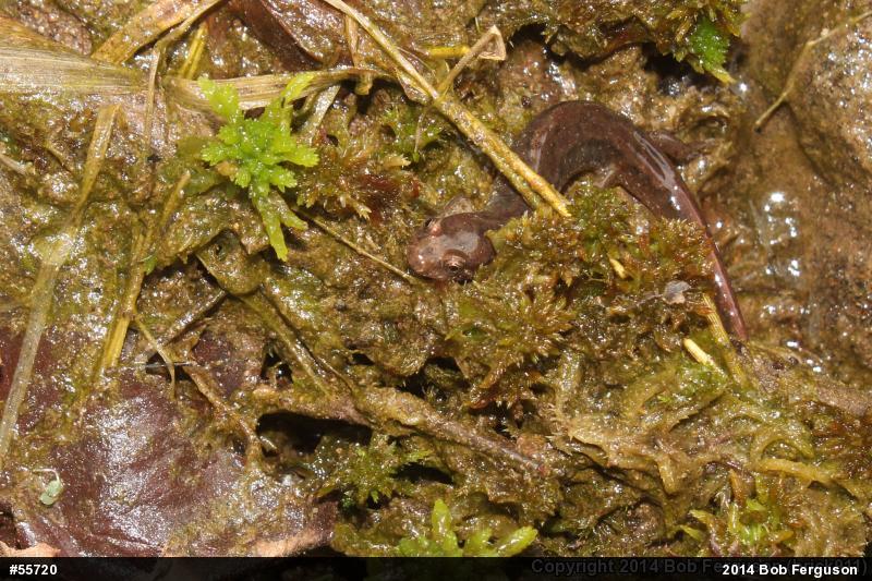 Northern Dusky Salamander