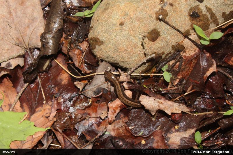 Northern Two-lined Salamander