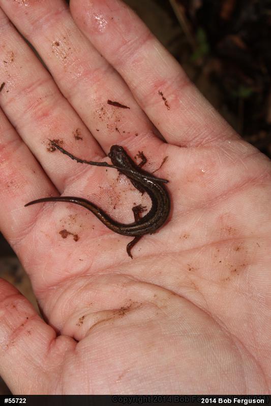 Northern Two-lined Salamander