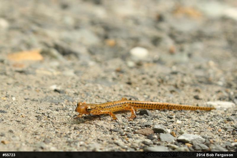 Eastern Long-tailed Salamander