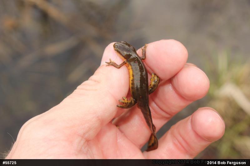 Red-spotted Newt
