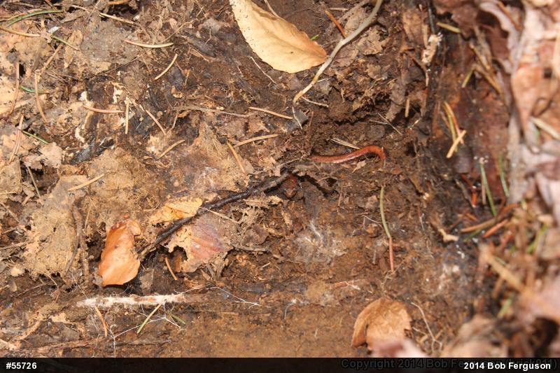 Eastern Red-backed  Salamander