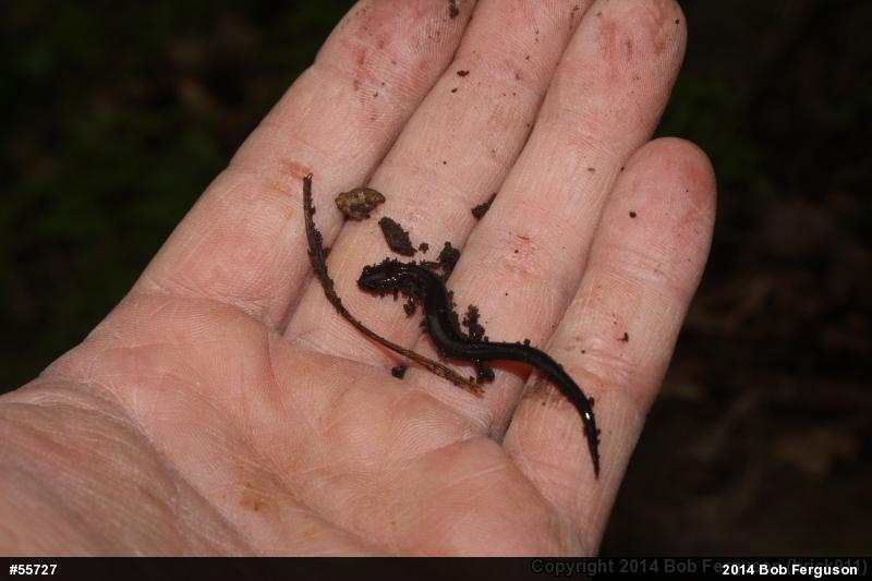 Eastern Red-backed  Salamander