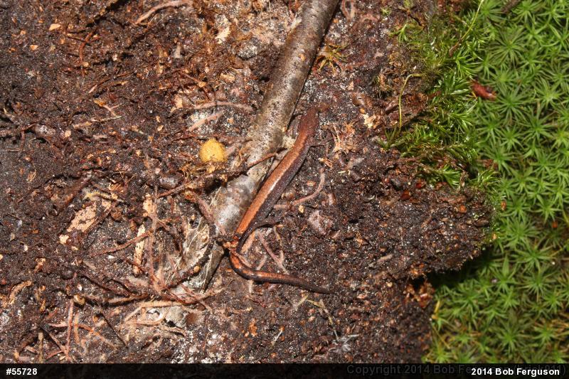 Eastern Red-backed  Salamander