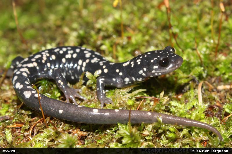Northern Slimy Salamander