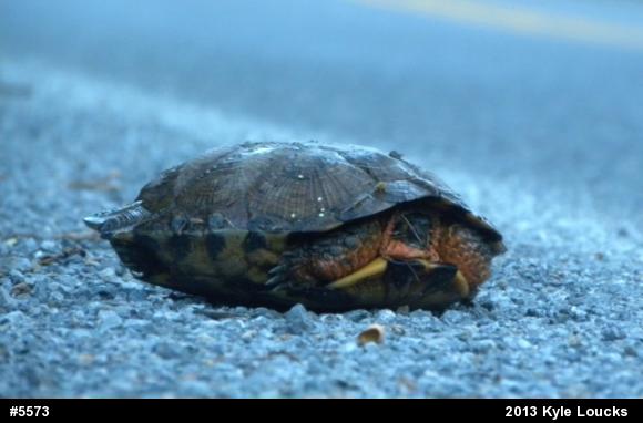 Wood Turtle