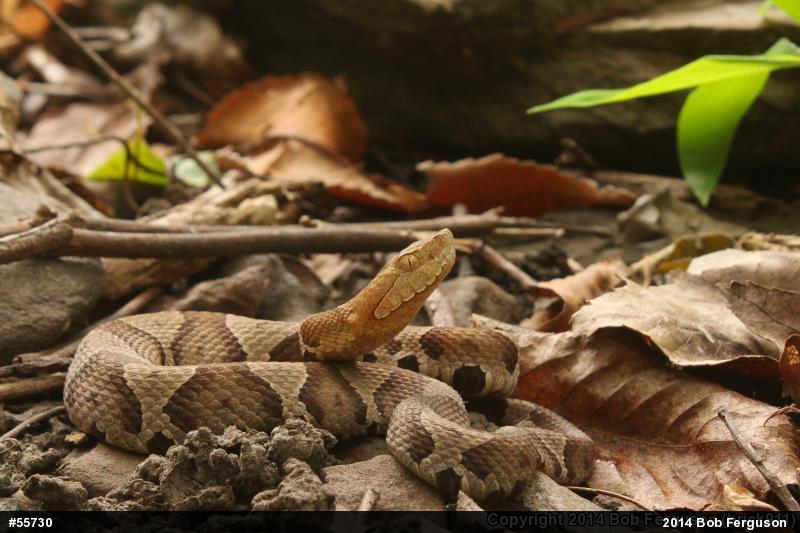 Northern Copperhead
