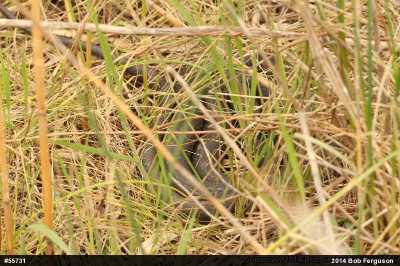 Northern Black Racer