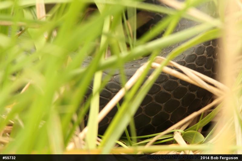 Northern Black Racer