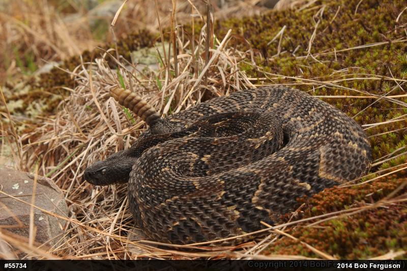 Timber Rattlesnake