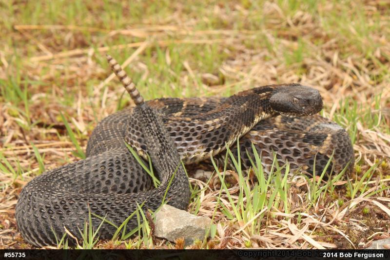 Timber Rattlesnake