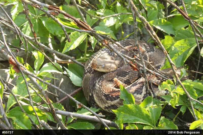 Timber Rattlesnake