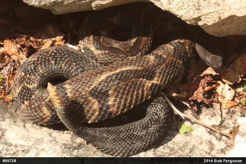 Timber Rattlesnake