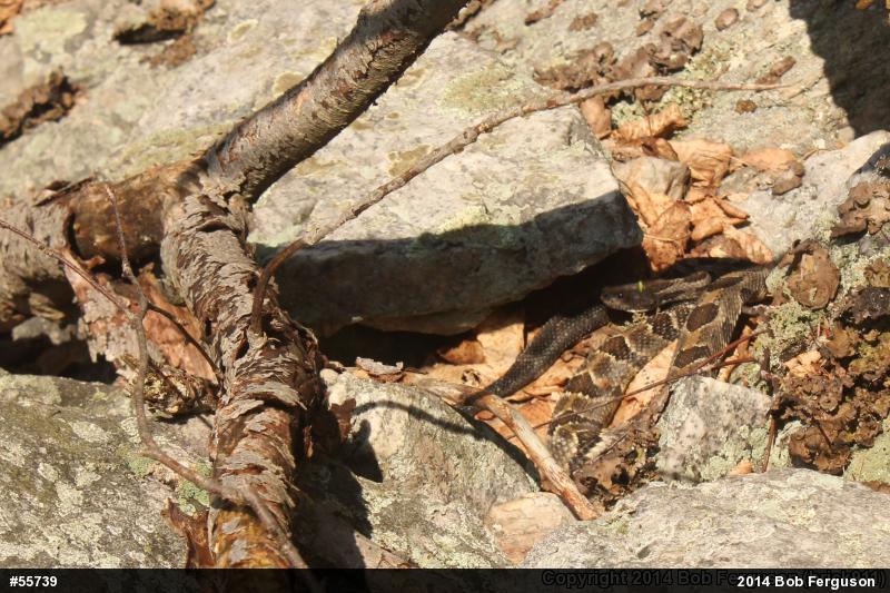 Timber Rattlesnake