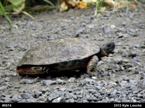 Wood Turtle
