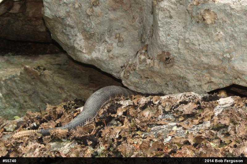 Timber Rattlesnake