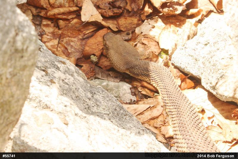 Timber Rattlesnake