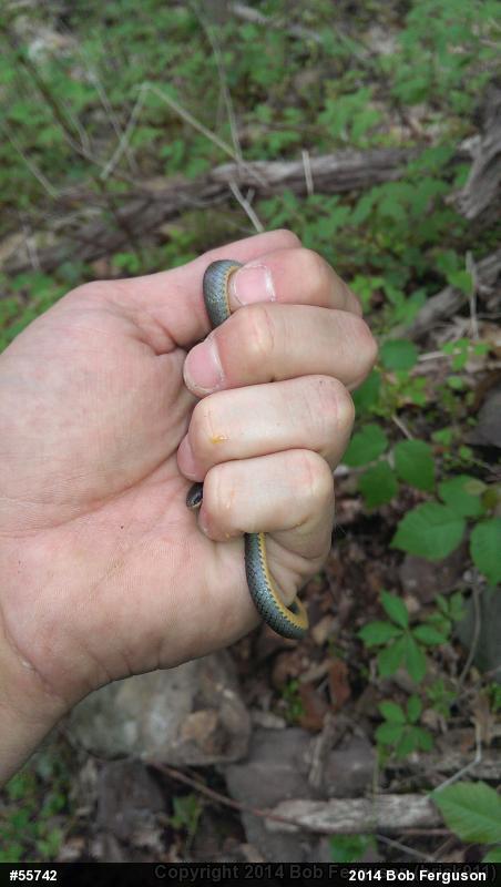 Northern Ring-necked Snake