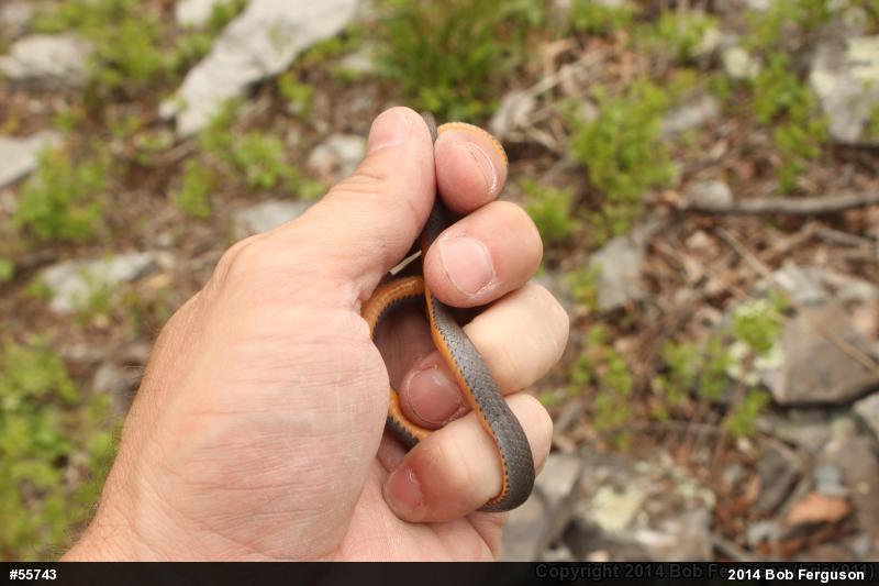 Northern Ring-necked Snake