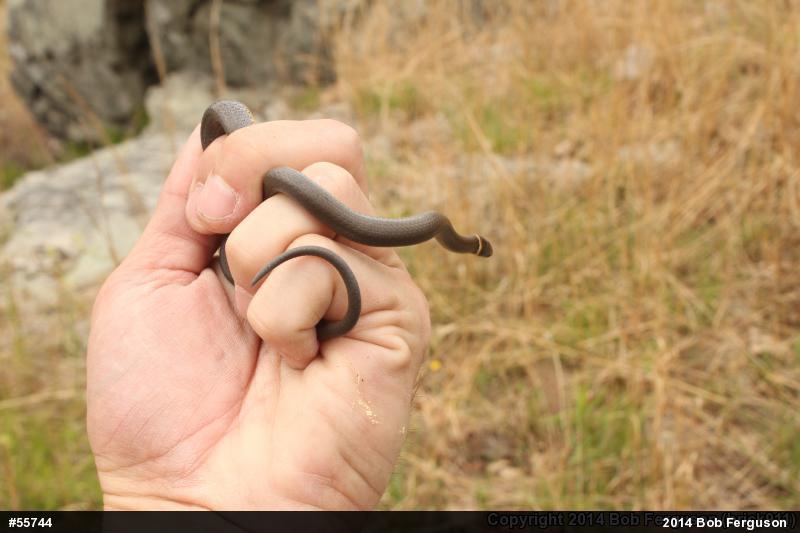 Northern Ring-necked Snake