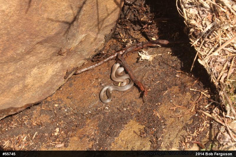 Northern Ring-necked Snake