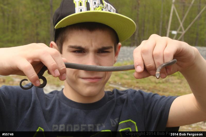 Northern Ring-necked Snake