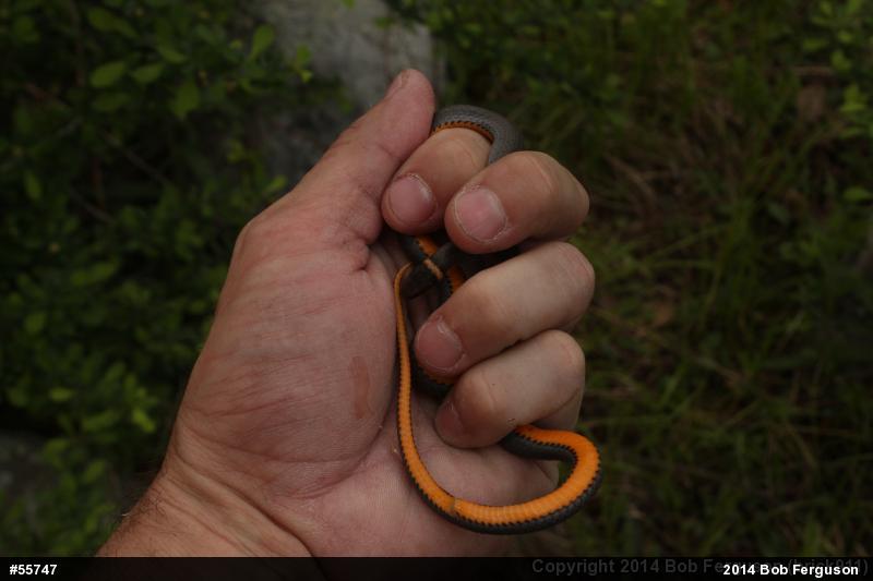 Northern Ring-necked Snake