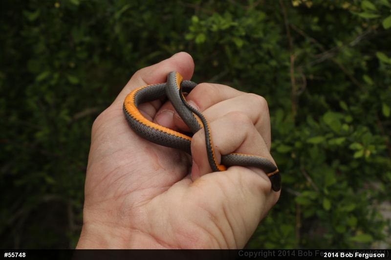 Northern Ring-necked Snake