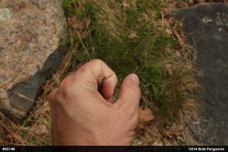 Northern Ring-necked Snake