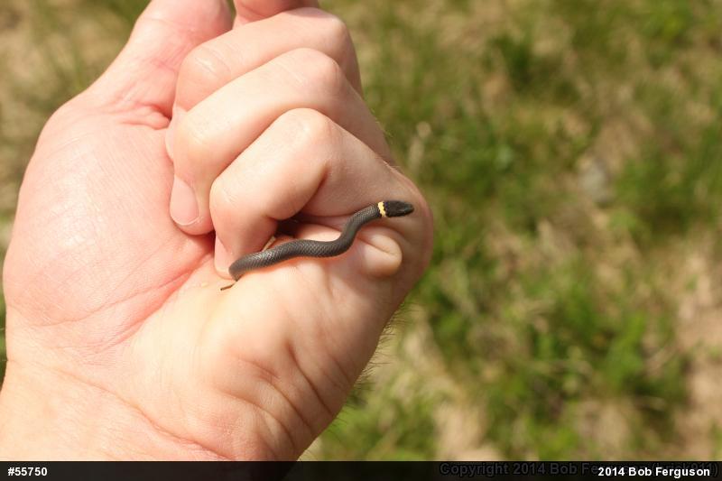 Northern Ring-necked Snake