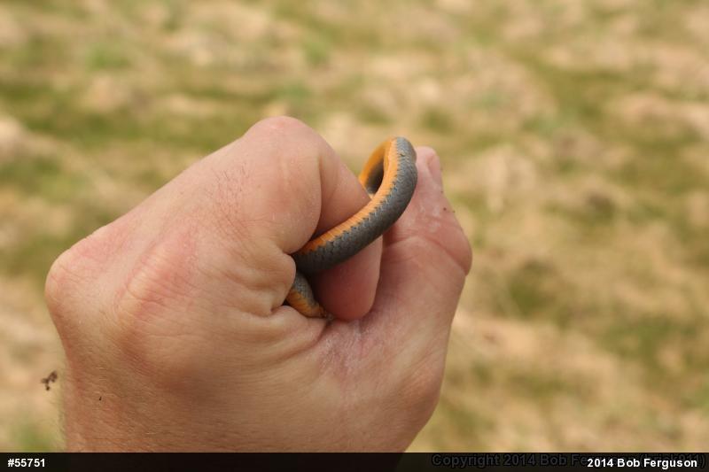 Northern Ring-necked Snake