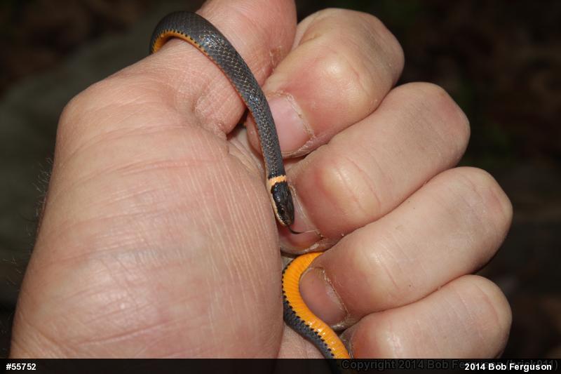 Northern Ring-necked Snake