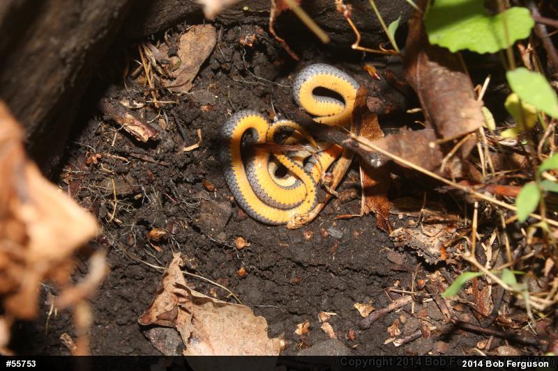 Northern Ring-necked Snake