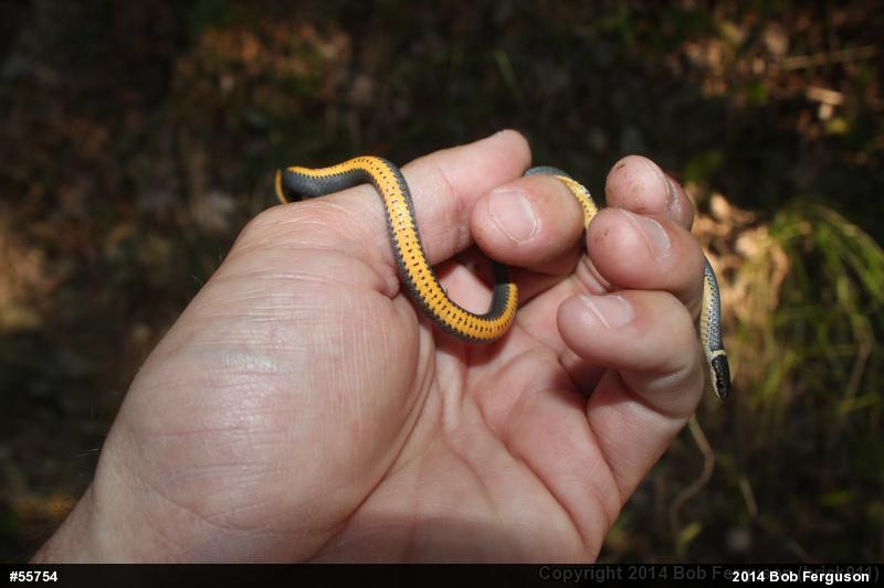 Northern Ring-necked Snake