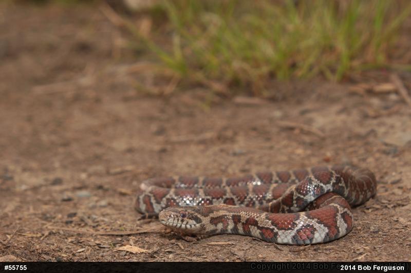 Eastern Milksnake