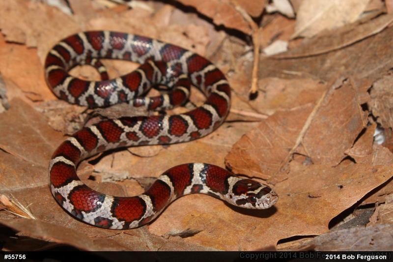 Eastern Milksnake