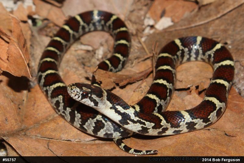 Eastern Milksnake