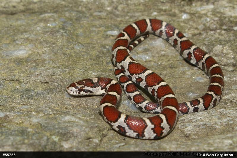 Eastern Milksnake