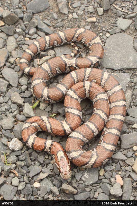 Eastern Milksnake
