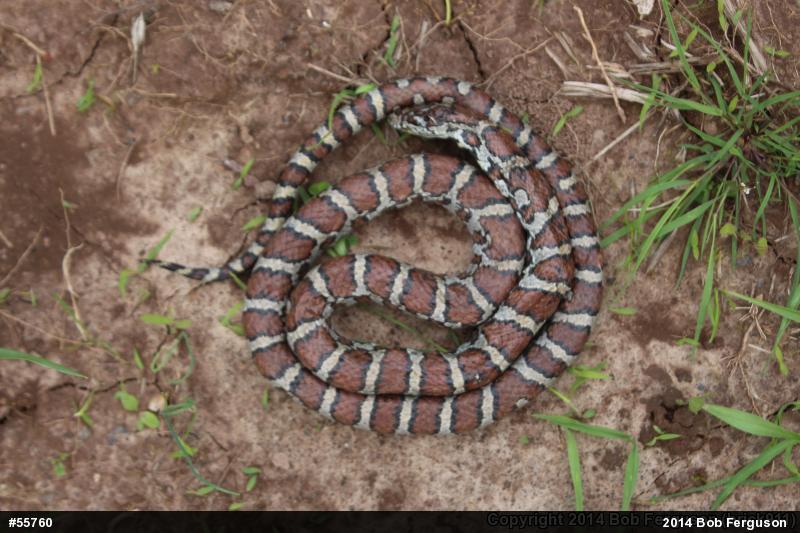 Eastern Milksnake