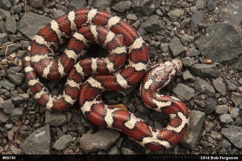 Eastern Milksnake